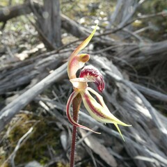 Caladenia cardiochila