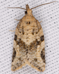 Argyrotaenia provana