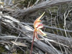 Caladenia cardiochila