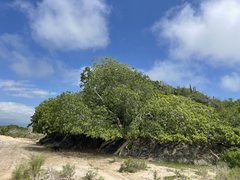 Ficus petiolaris palmeri