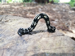 Acronyctodes mexicanaria