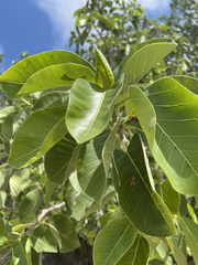 Ficus petiolaris palmeri