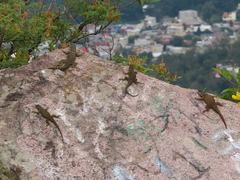 Sceloporus torquatus