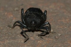 Curculionoidea