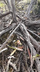Caladenia cardiochila
