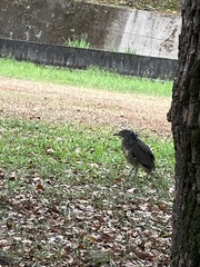 Gorsachius melanolophus