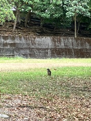 Gorsachius melanolophus