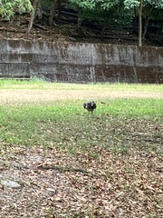 Gorsachius melanolophus