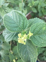 Lippia chiapasensis