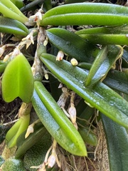 Bulbophyllum shepherdii