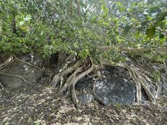 Ficus petiolaris palmeri
