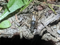 Etorofus obliteratus