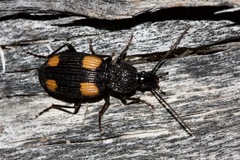 Craspedophorus