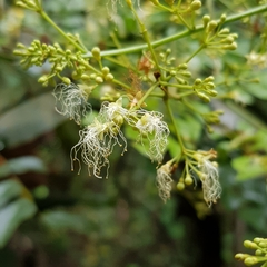 Archidendron clypearia