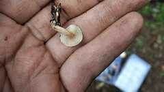 Lactocollybia