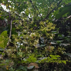 Archidendron clypearia