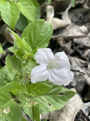 Ruellia leucantha