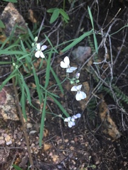 Hesperidanthus linearifolius