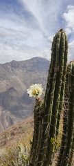 Trichocereus cuzcoensis
