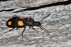 Craspedophorus