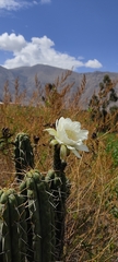 Trichocereus cuzcoensis