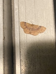 Leptostales ferruminaria