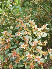 Sedum oxypetalum