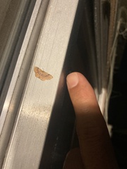 Leptostales ferruminaria