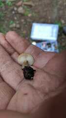Lactocollybia