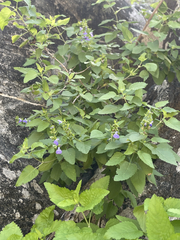 Salvia similis