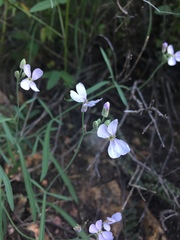 Hesperidanthus linearifolius