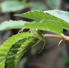 Tharrhalea multopunctata