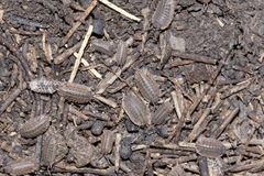 Australiodillo bifrons