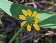 Acmella repens