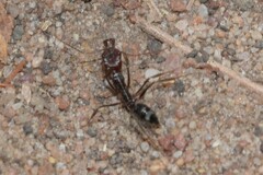 Odontomachus