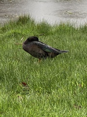 Anas platyrhynchos × Cairina moschata