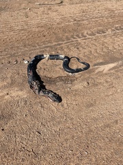 Pseudechis porphyriacus