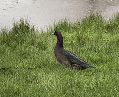 Anas platyrhynchos × Cairina moschata
