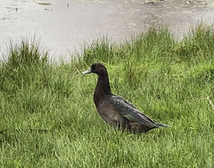 Anas platyrhynchos × Cairina moschata