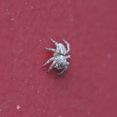 Mexigonus