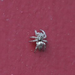 Mexigonus