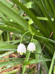 Leucojum aestivum