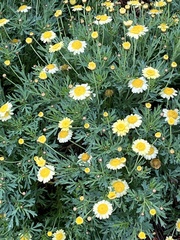 Leucochrysum albicans