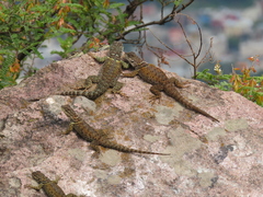 Sceloporus torquatus