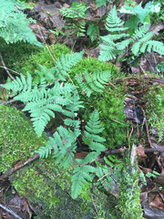 Gymnocarpium dryopteris