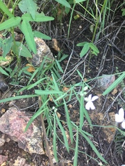 Hesperidanthus linearifolius