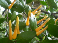 Peraxilla tetrapetala