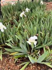 Iris albicans