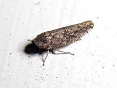 Paraphlepsius