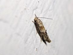 Mompha stellella